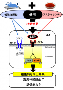 効果 アスタキサンチン